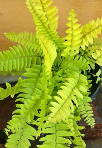 Yellow Fern Pteridophyta for Planting Sun Loving Heirloom & GMO Free Seeds for Home Garden
 
 Sale