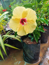 Mixed Hibiscus Flower seeds for Planting - Sun Loving, Heirloom & GMO Free Seeds for Home Garden