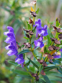 Blue Scutellaria Baicalensis Flower seeds for Planting - Low Maintenance, Heirloom & GMO Free Seeds for Home Garden
