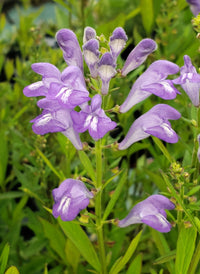 Purple Scutellaria Flower seeds for Planting - Cottage Garden Essential, Heirloom & GMO Free Seeds for Home Garden