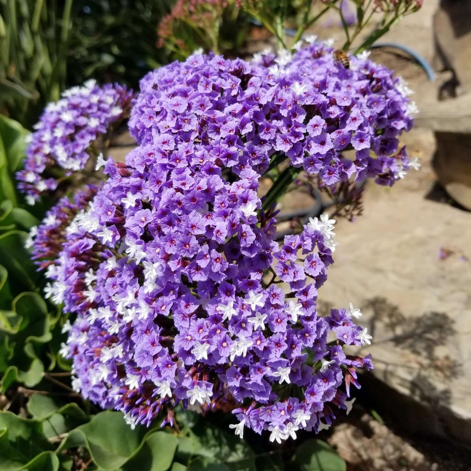 Sea Lavender Flower seeds for Planting - Pollinator Friendly, Heirloom & GMO Free Seeds for Home Garden