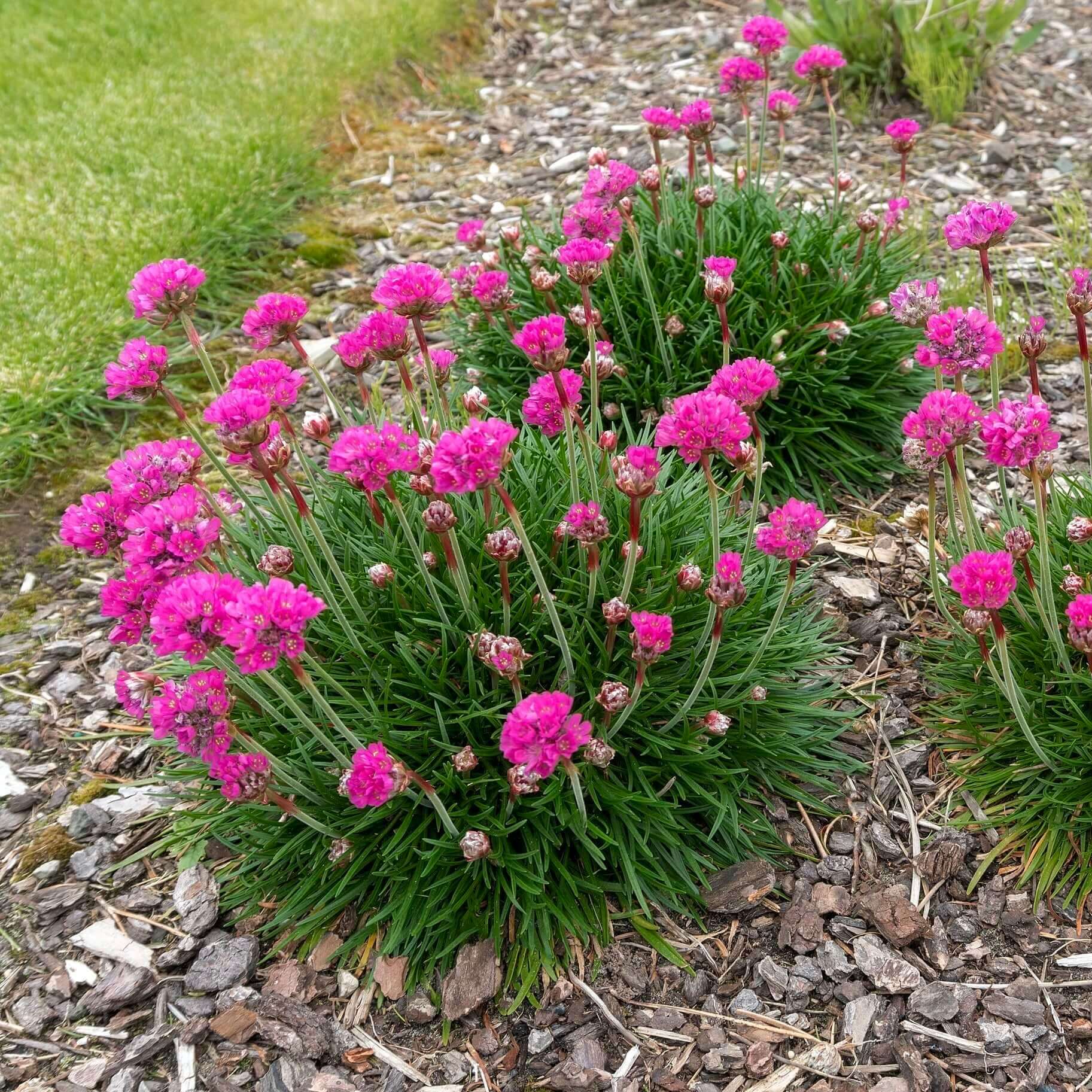 Armeria Flower seeds for Planting - Cottage Garden Essential, Heirloom & GMO Free Seeds for Home Garden