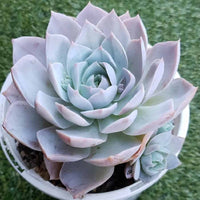 Blue Echeveria Derenbergii Flower seeds for Planting - Cottage Garden Essential, Heirloom & GMO Free Seeds for Home Garden