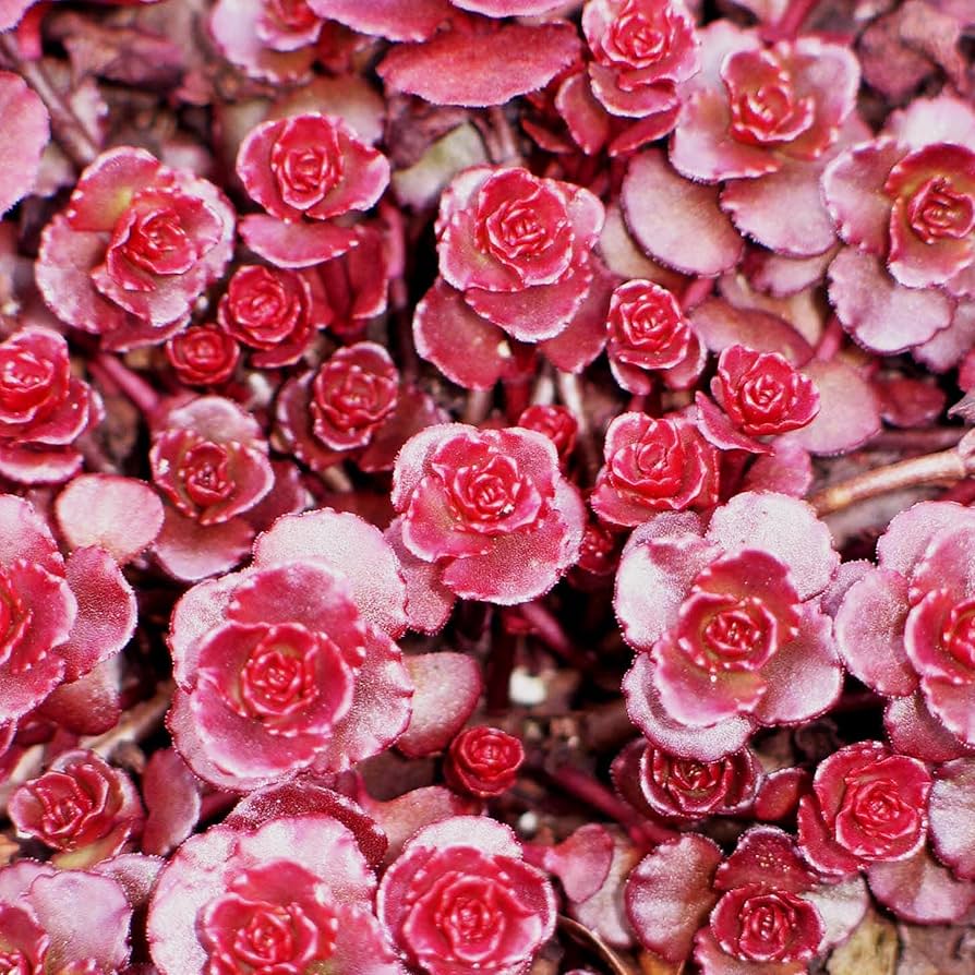 Sedum Spurium flowering seeds for gardens