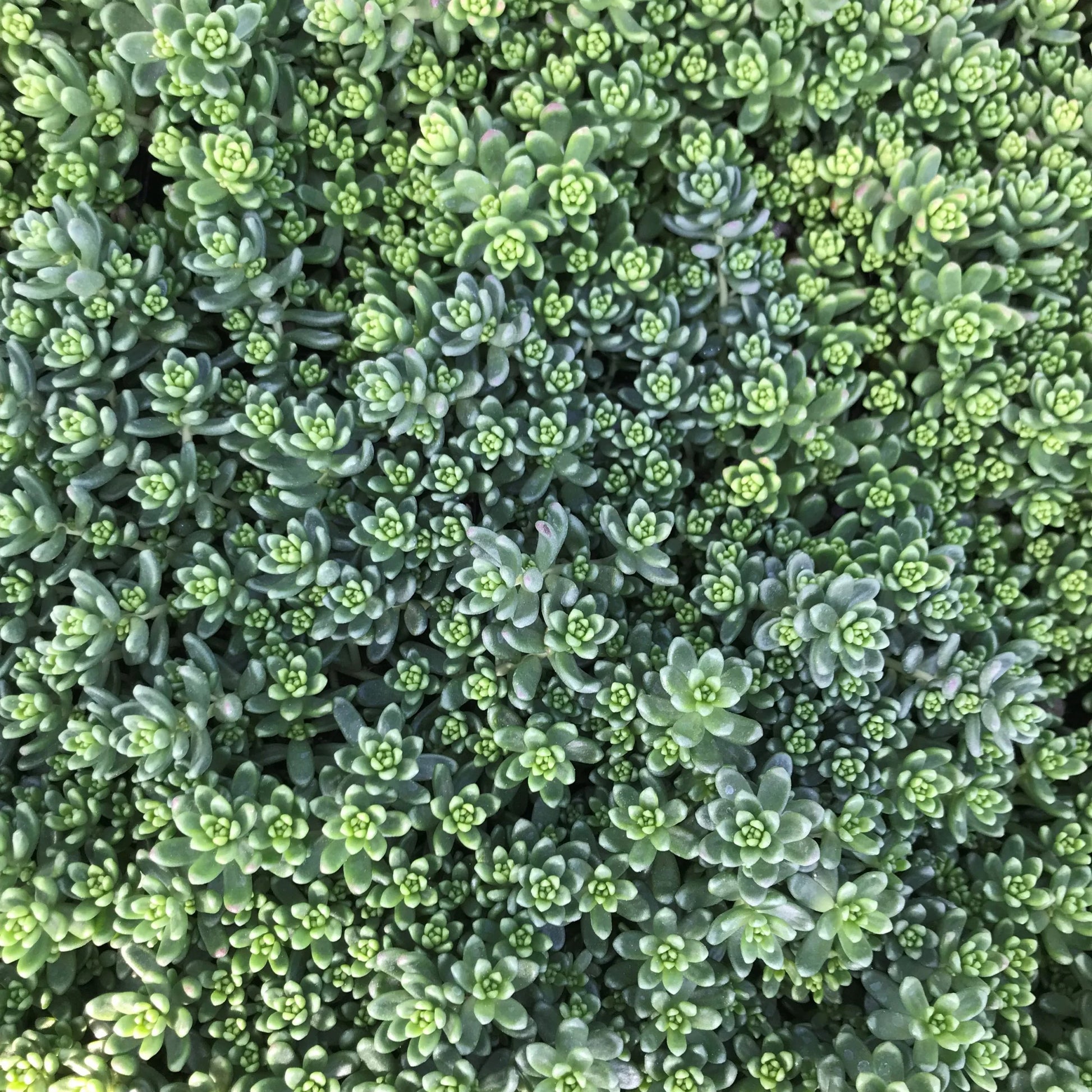 Green Sedum Album Flower seeds for Planting - Shade Tolerant, Heirloom & GMO Free Seeds for Home Garden