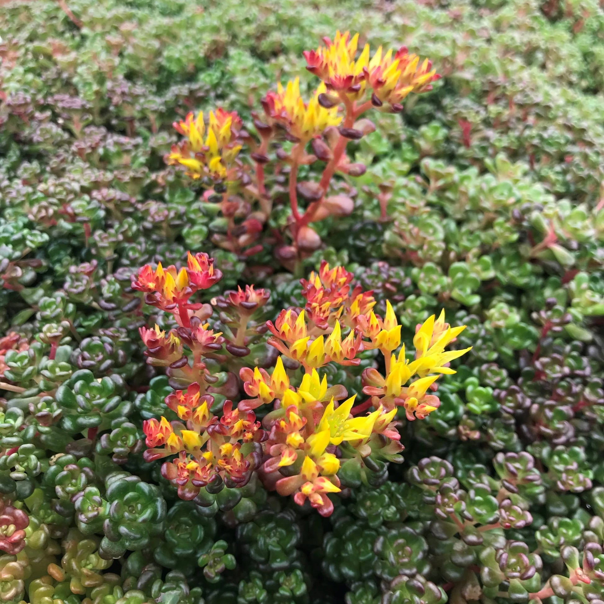 Yellow Sedum Oreganum Flower seeds for Planting - Wildflower Mix, Heirloom & GMO Free Seeds for Home Garden