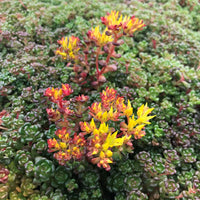 Yellow Sedum Oreganum Flower seeds for Planting - Wildflower Mix, Heirloom & GMO Free Seeds for Home Garden