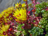 Yellow Sedum Oreganum Flower seeds for Planting - Wildflower Mix, Heirloom & GMO Free Seeds for Home Garden