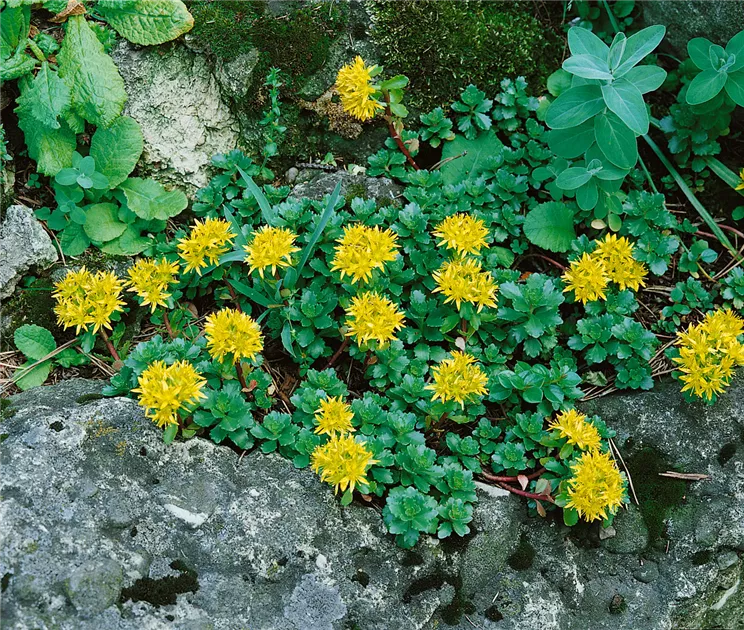 Yellow Sedum Kamtschaticum Flower seeds for Planting - Shade Tolerant, Heirloom & GMO Free Seeds for Home Garden