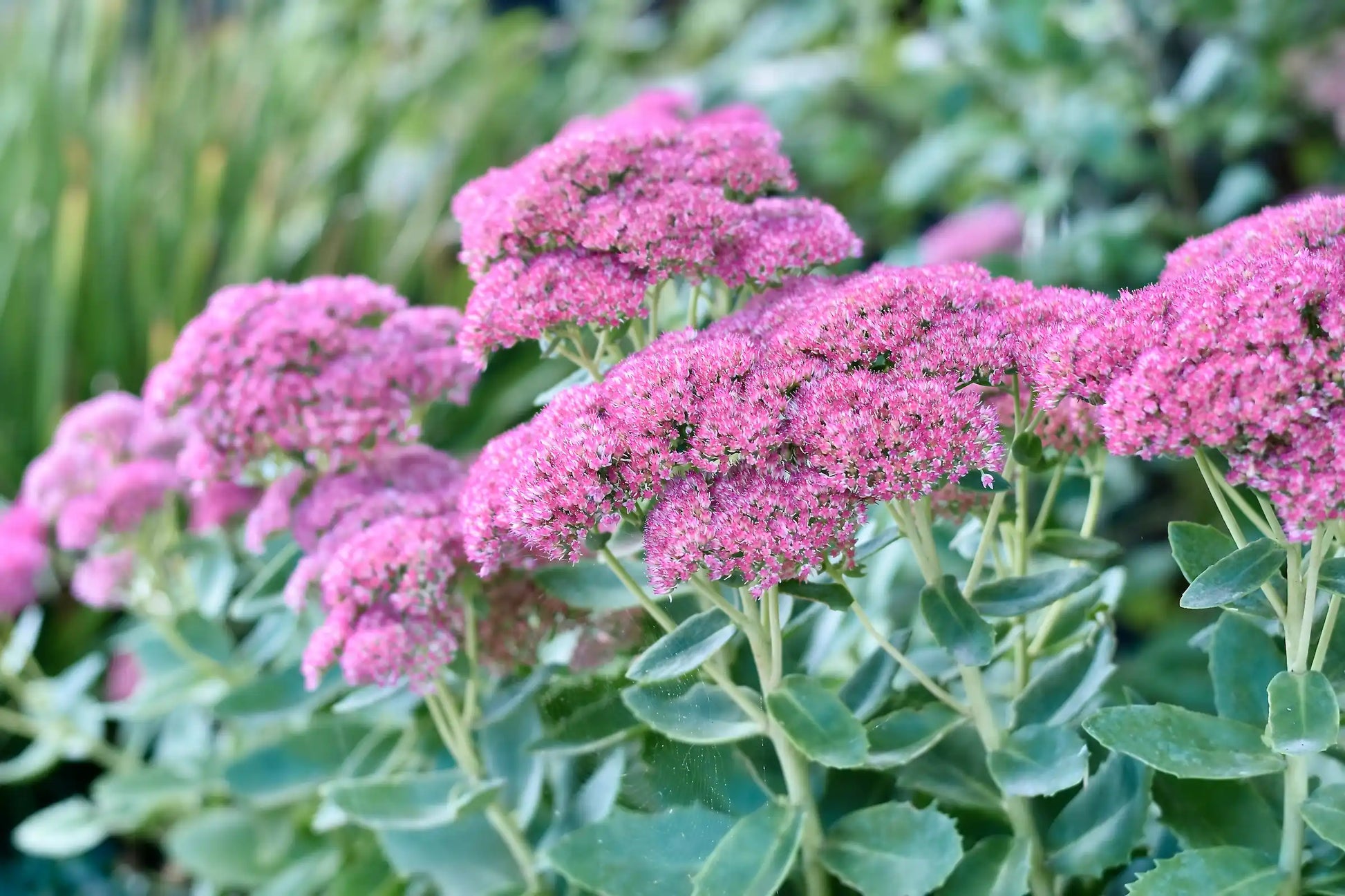 Sedum Ground Cover Flower seeds for Planting Fragrant Blossoms Heirloom & GMO Free Seeds for Home Garden