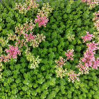 Spurium Flower seeds for Planting Easy to Grow Heirloom & GMO Free Seeds for Home Garden
