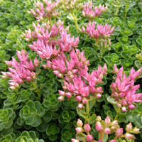 Spurium Flower seeds for Planting Easy to Grow Heirloom & GMO Free Seeds for Home Garden