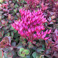 Pink Sedum Spurium Flower seeds for Planting - Colorful Display, Heirloom & GMO Free Seeds for Home Garden