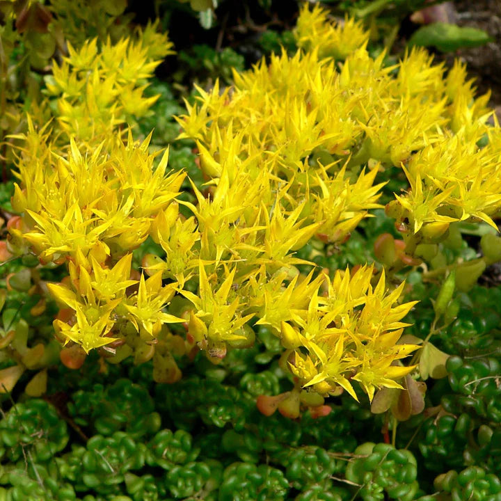 Yellow Sedum Flower seeds for Planting - Fragrant Blossoms, Heirloom & GMO Free Seeds for Home Garden