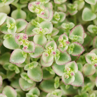 Little Missy Flower seeds for Planting Compact Growth Heirloom & GMO Free Seeds for Home Garden