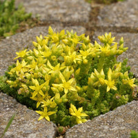 Yellow Stonecrop Flower seeds for Planting - Garden Favorite, Heirloom & GMO Free Seeds for Home Garden
 
 Sale