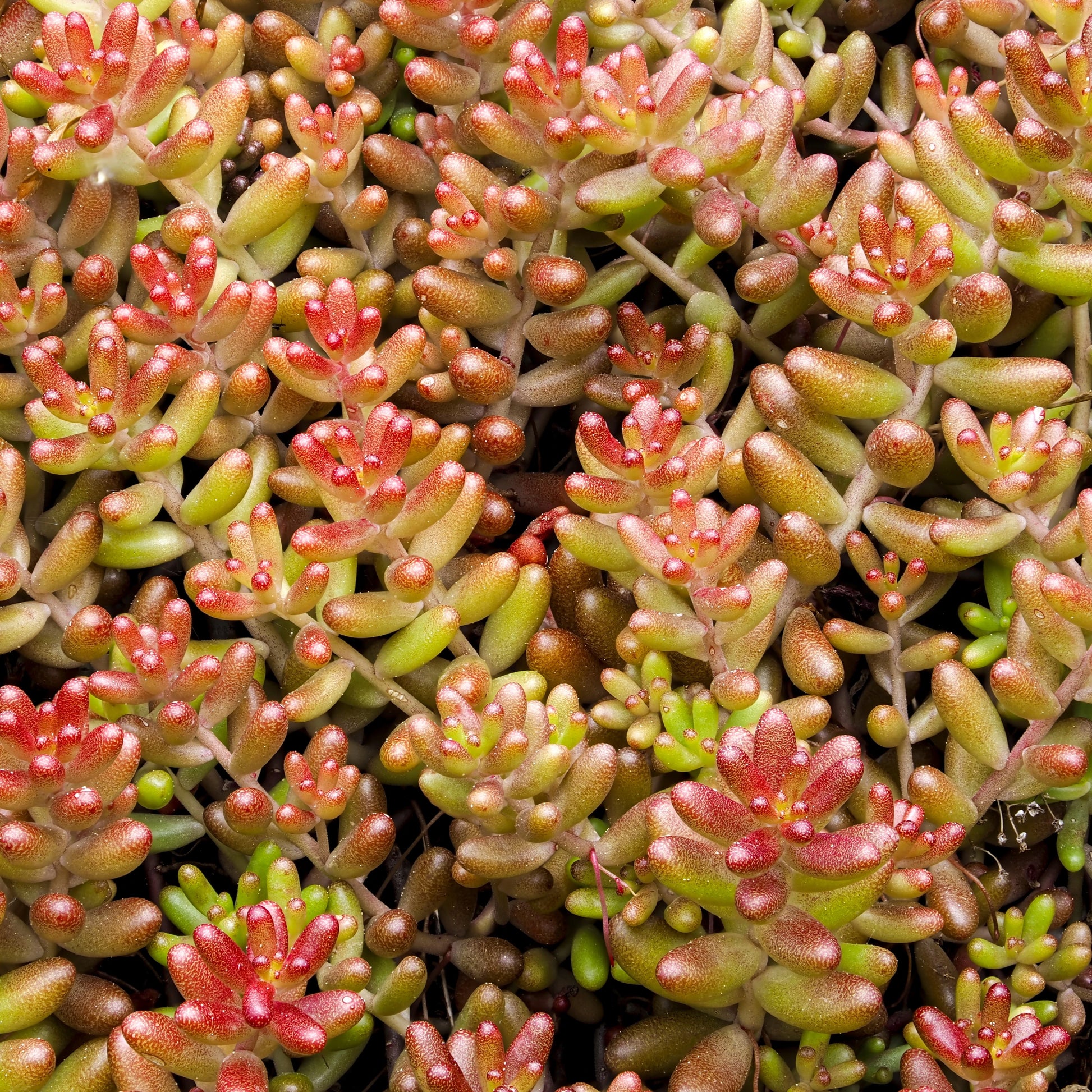 Green Sedum Album Flower seeds for Planting - Shade Tolerant, Heirloom & GMO Free Seeds for Home Garden