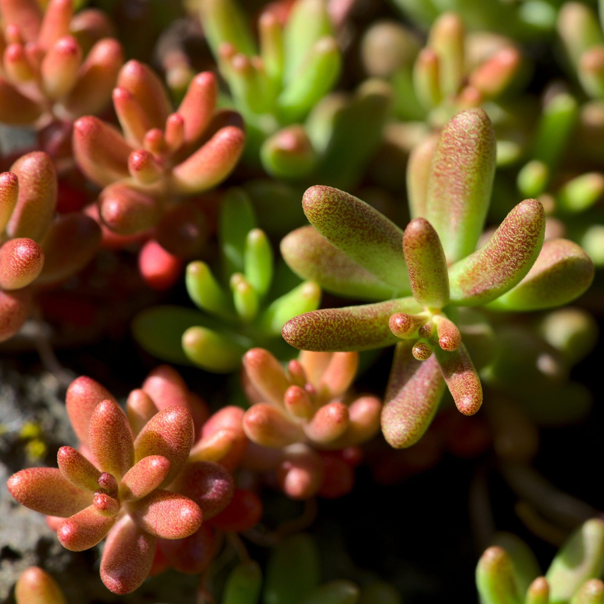 Green Sedum Album Flower seeds for Planting - Shade Tolerant, Heirloom & GMO Free Seeds for Home Garden