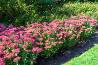 Stonecrop Flower seeds for Planting Seasonal Bloomer Heirloom & GMO Free Seeds for Home Garden