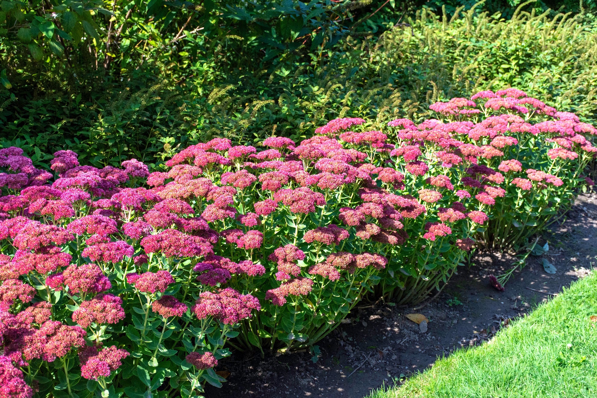 Sedum Ground Cover Flower seeds for Planting Fragrant Blossoms Heirloom & GMO Free Seeds for Home Garden
