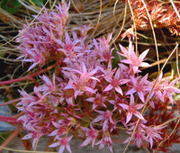 Carpet Sedum Flower seeds for Planting Cut Flower Favorite Heirloom & GMO Free Seeds for Home Garden