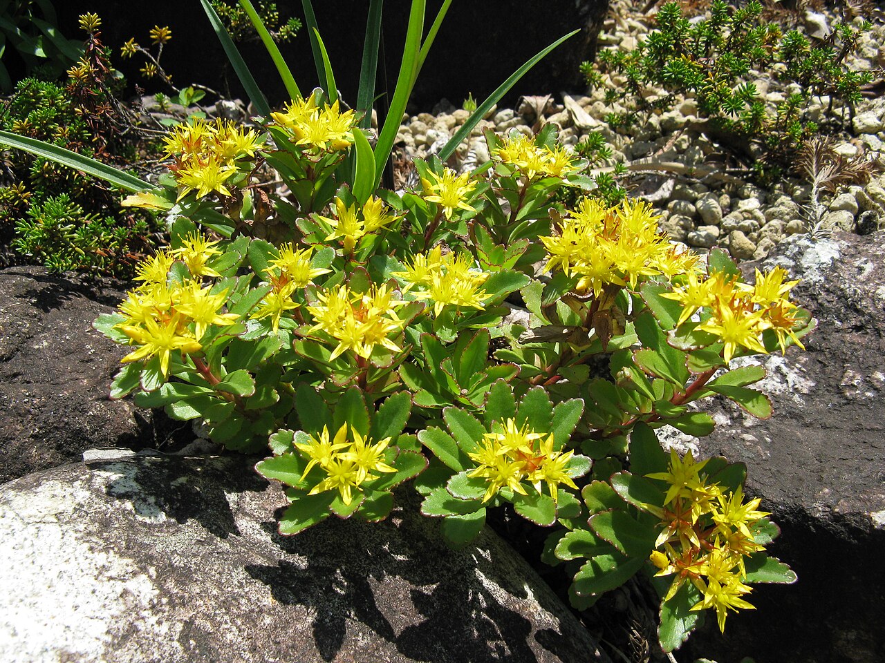 Yellow Aizoon Flower Seeds Planting