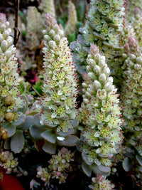 Orostachys Flower seeds for Planting Vibrant Colors Heirloom & GMO Free Seeds for Home GardeN