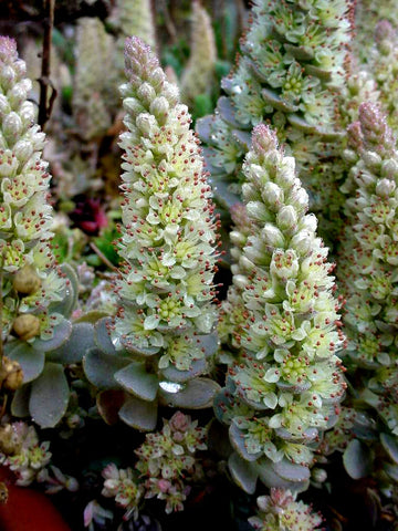 Orostachys Flower seeds for Planting Vibrant Colors Heirloom & GMO Free Seeds for Home GardeN