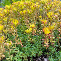 Yellow Sedum Oreganum Flower seeds for Planting - Wildflower Mix, Heirloom & GMO Free Seeds for Home Garden