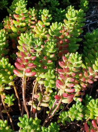 Red Sedum Rubrotinctum Flower seeds for Planting - Vibrant Colors, Heirloom & GMO Free Seeds for Home Garden