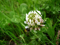Dutch Clover Flower seeds for Planting Cottage Garden Essential Heirloom & GMO Free Seeds for Home Garden