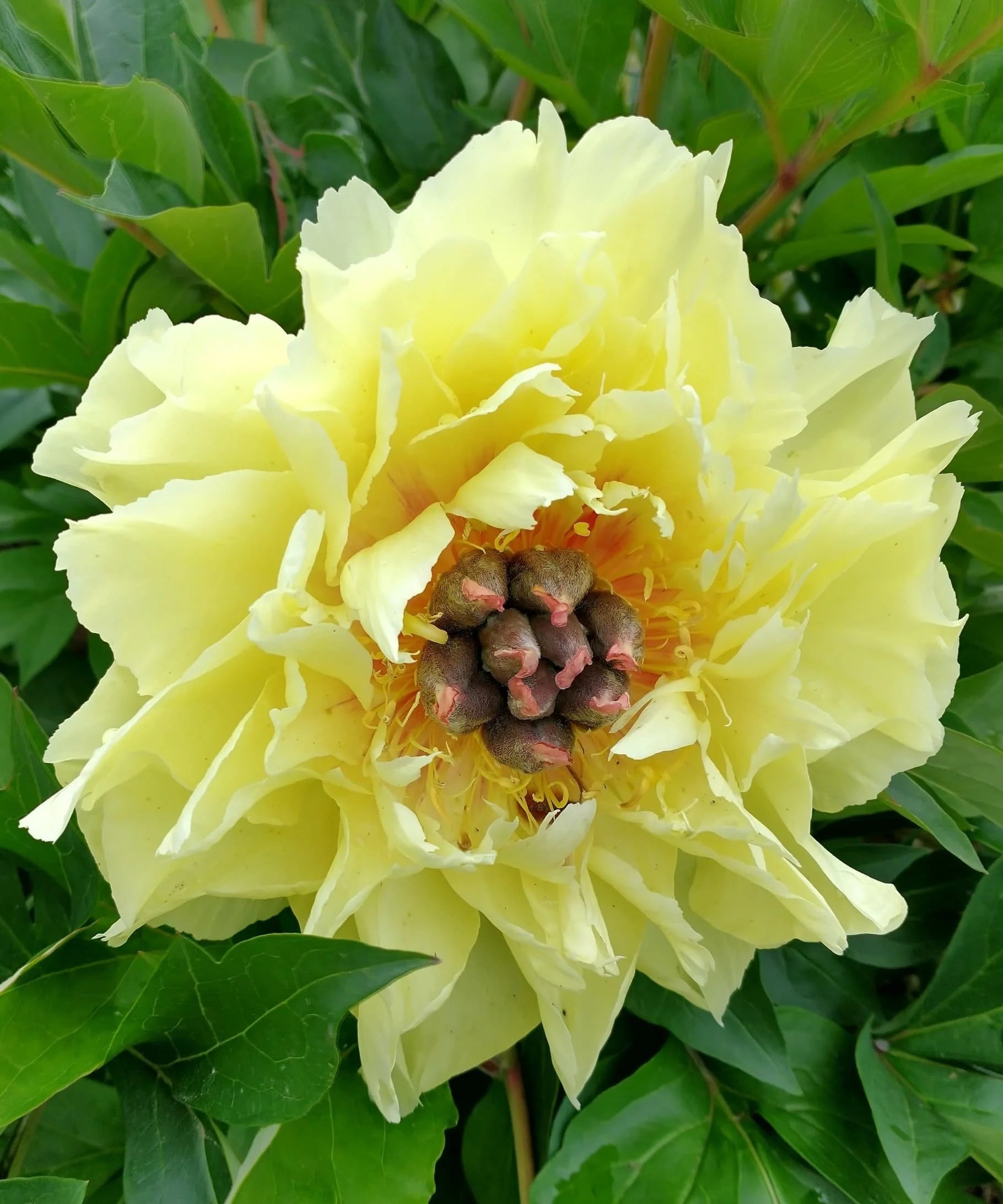 Yellow Peony Flower Seeds for Planting