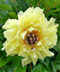 Yellow Peony Flower Seeds for Planting