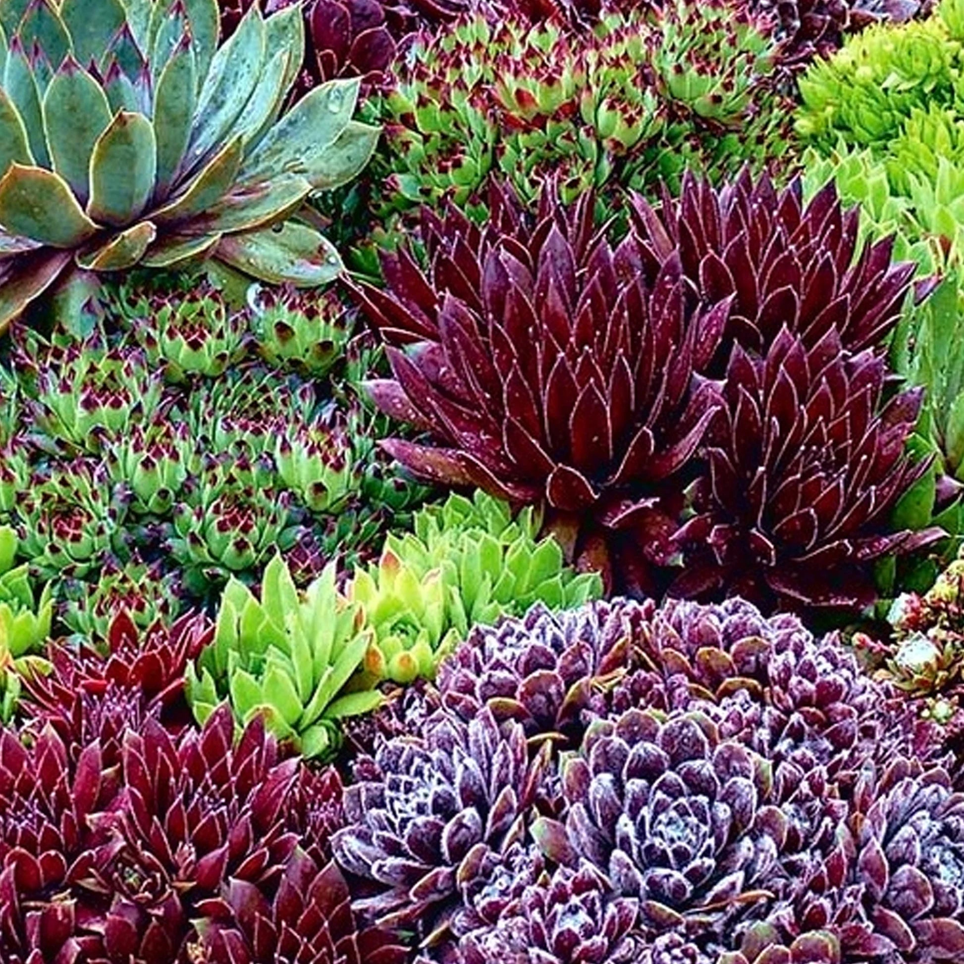 Mixed Sempervivum Flower seeds for Planting - Long Bloom Season, Heirloom & GMO Free Seeds for Home Garden