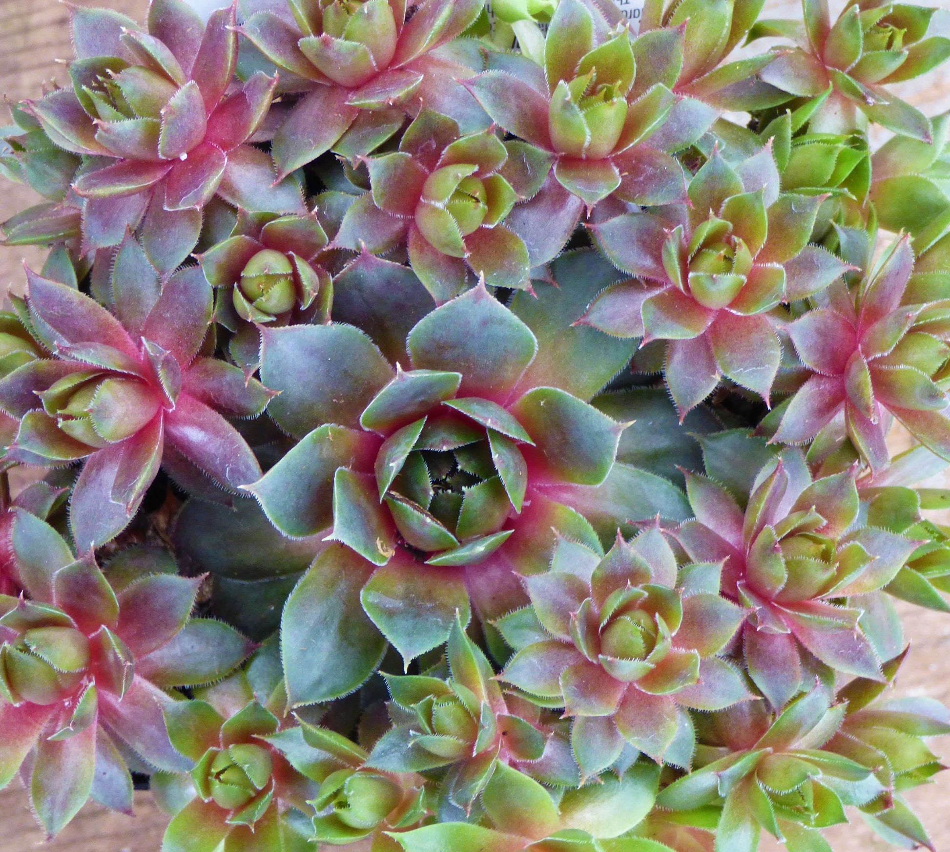 Sempervivum Flower Seeds for Planting  Seed for Hardy Succulent Growth