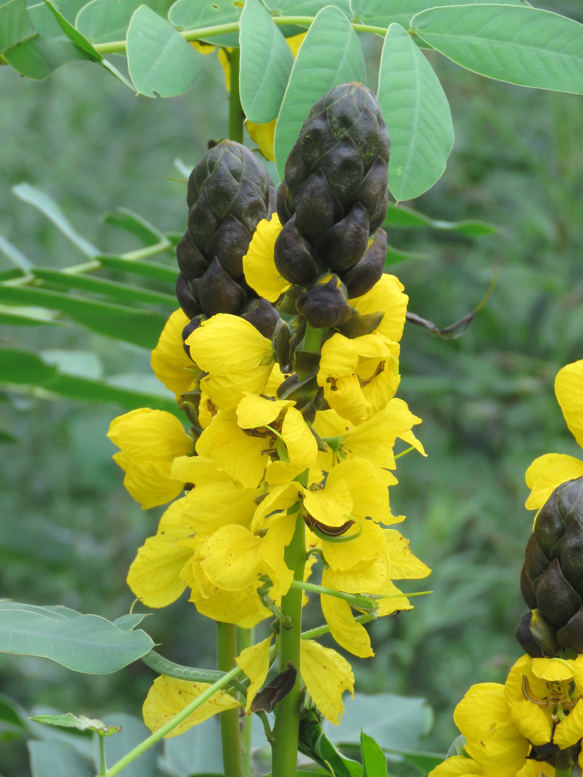 Yellow Didymobotrya Flower seeds for Planting - Cottage Garden Essential, Heirloom & GMO Free Seeds for Home Garden