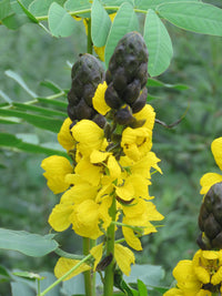 Yellow Didymobotrya Flower seeds for Planting - Cottage Garden Essential, Heirloom & GMO Free Seeds for Home Garden