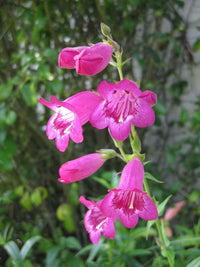 Pink Penstemon Flower seeds for Planting - Low Maintenance, Heirloom & GMO Free Seeds for Home Garden