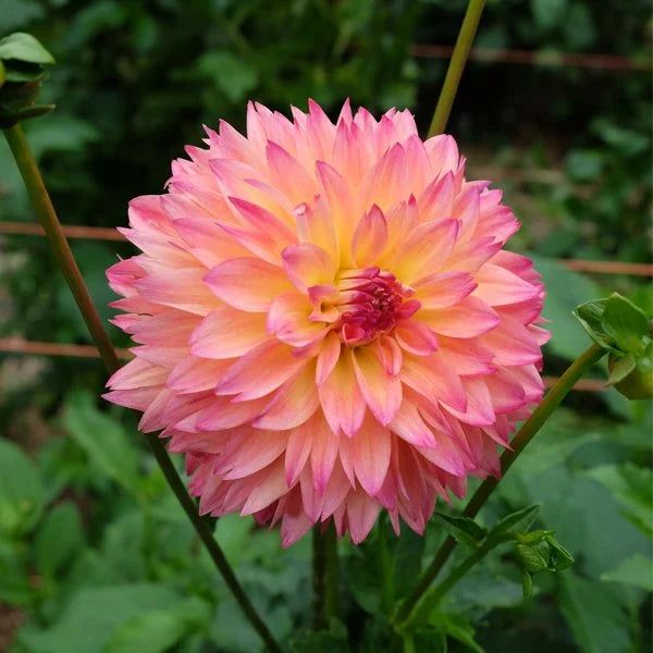 September Morn Dahlia Flower seeds for Planting - Fragrant Blossoms, Heirloom & GMO Free Seeds for Home Garden