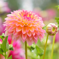 September Morn Dahlia Flower seeds for Planting - Fragrant Blossoms, Heirloom & GMO Free Seeds for Home Garden