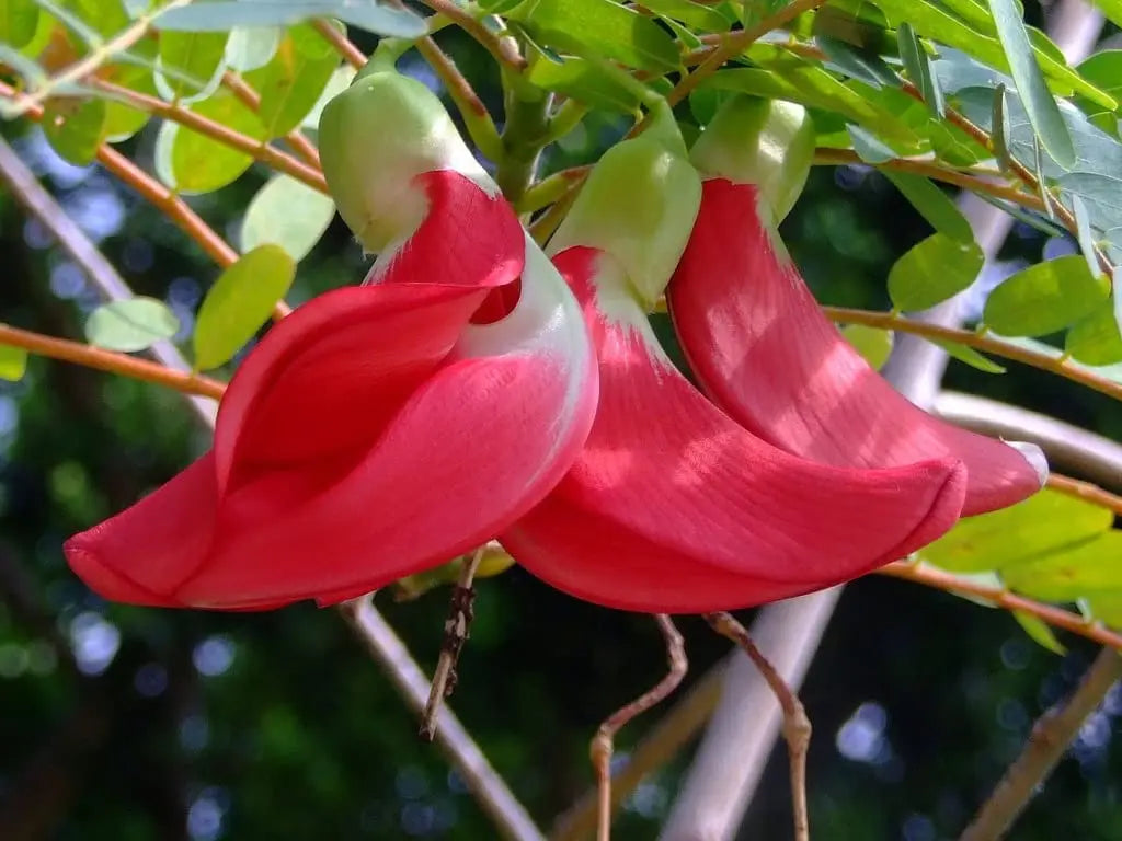 Pink Sesbania Grandiflora Flower seeds for Planting Easy to Grow Heirloom & GMO Free Seeds for Home Garden
 
 Sale