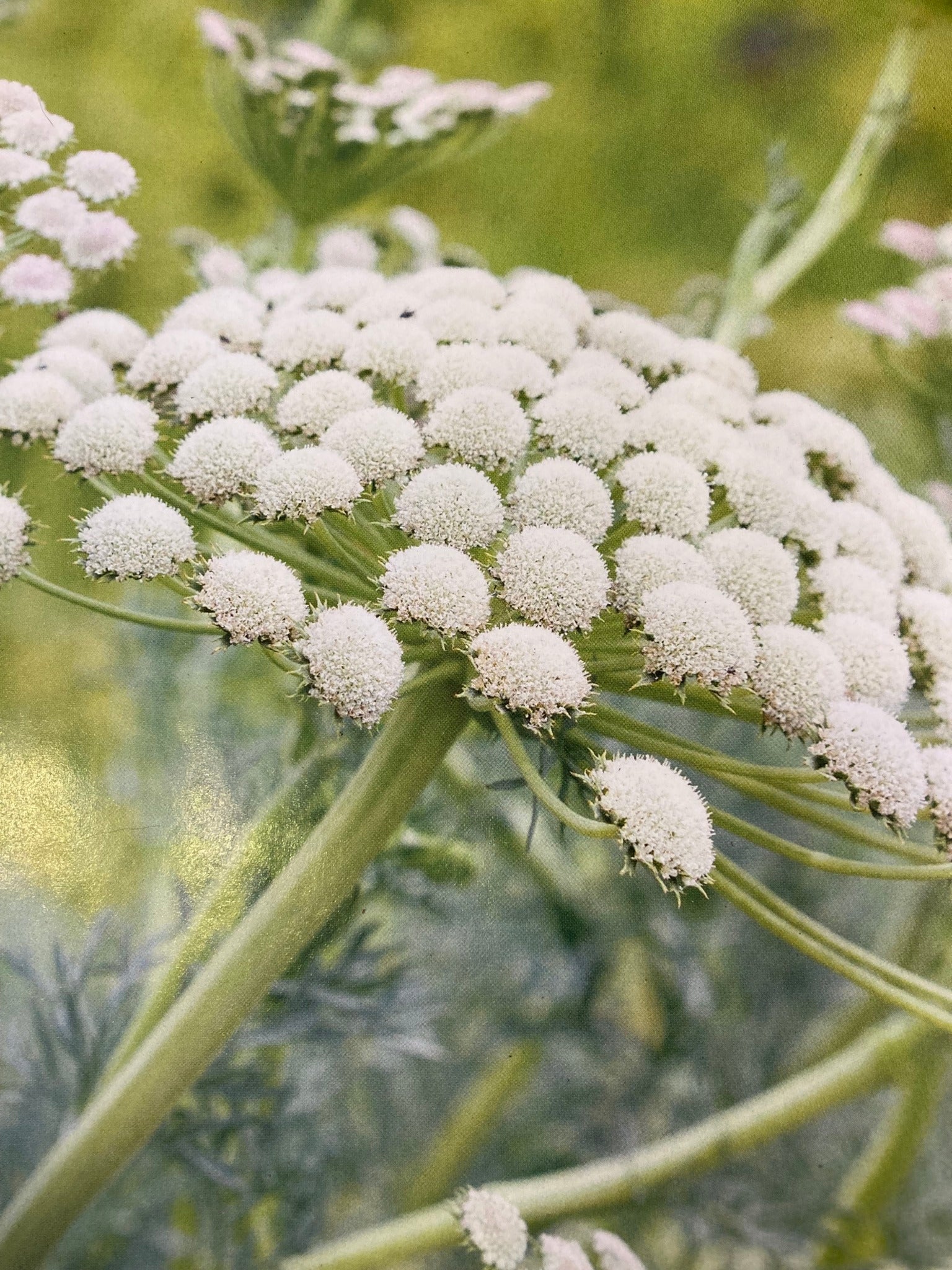 Carrot Flower seeds for Planting Compact Growth Heirloom & GMO Free Seeds for Home Garden