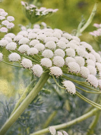 Carrot Flower seeds for Planting Compact Growth Heirloom & GMO Free Seeds for Home Garden