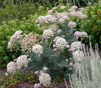 Carrot Flower seeds for Planting Compact Growth Heirloom & GMO Free Seeds for Home Garden