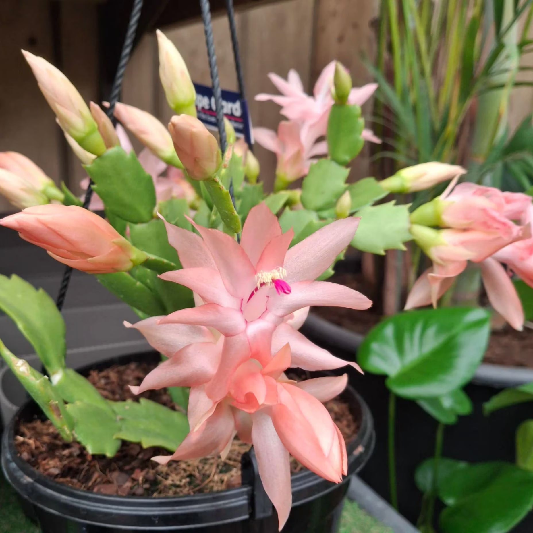 Orange Schlumbergera Flower Planting Seeds - Brighten Your Garden with Stunning Blooms