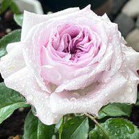 Grey Rose Flower Seeds for Planting Wildflower Mix Heirloom & GMO Free Seeds for Home Garden
 
 Sale