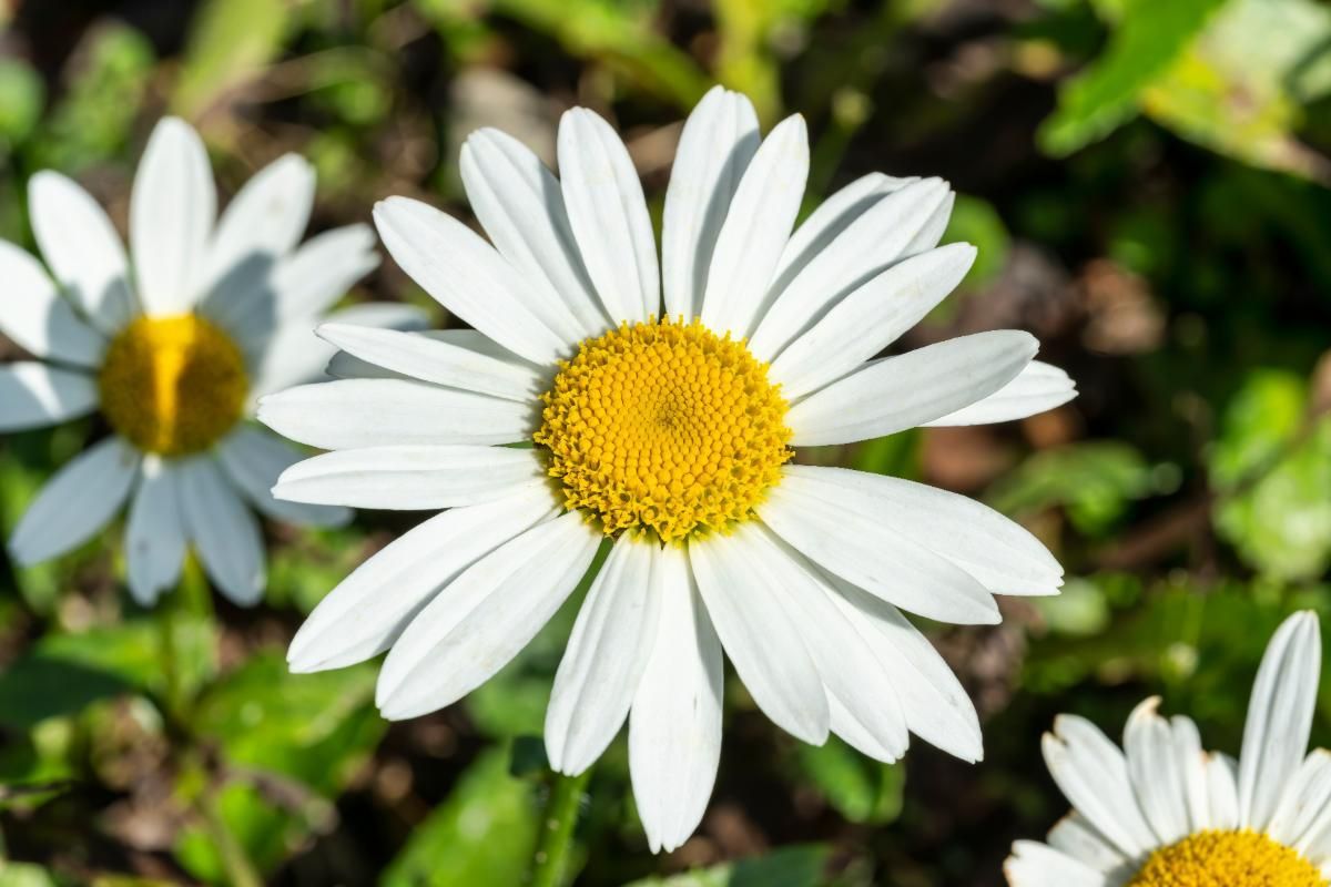 White Bellis Flower Planting for Charming Gardens - Seeds for Lush Blossoms