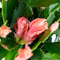 Peach Schlumbergera Flower seeds for Planting - Sun Loving, Heirloom & GMO Free Seeds for Home Garden