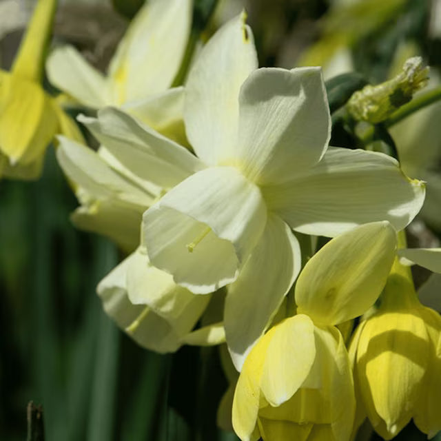 Light Yellow Daffodil Flower seeds for Planting - Perfect for Borders, Heirloom & GMO Free Seeds for Home Garden