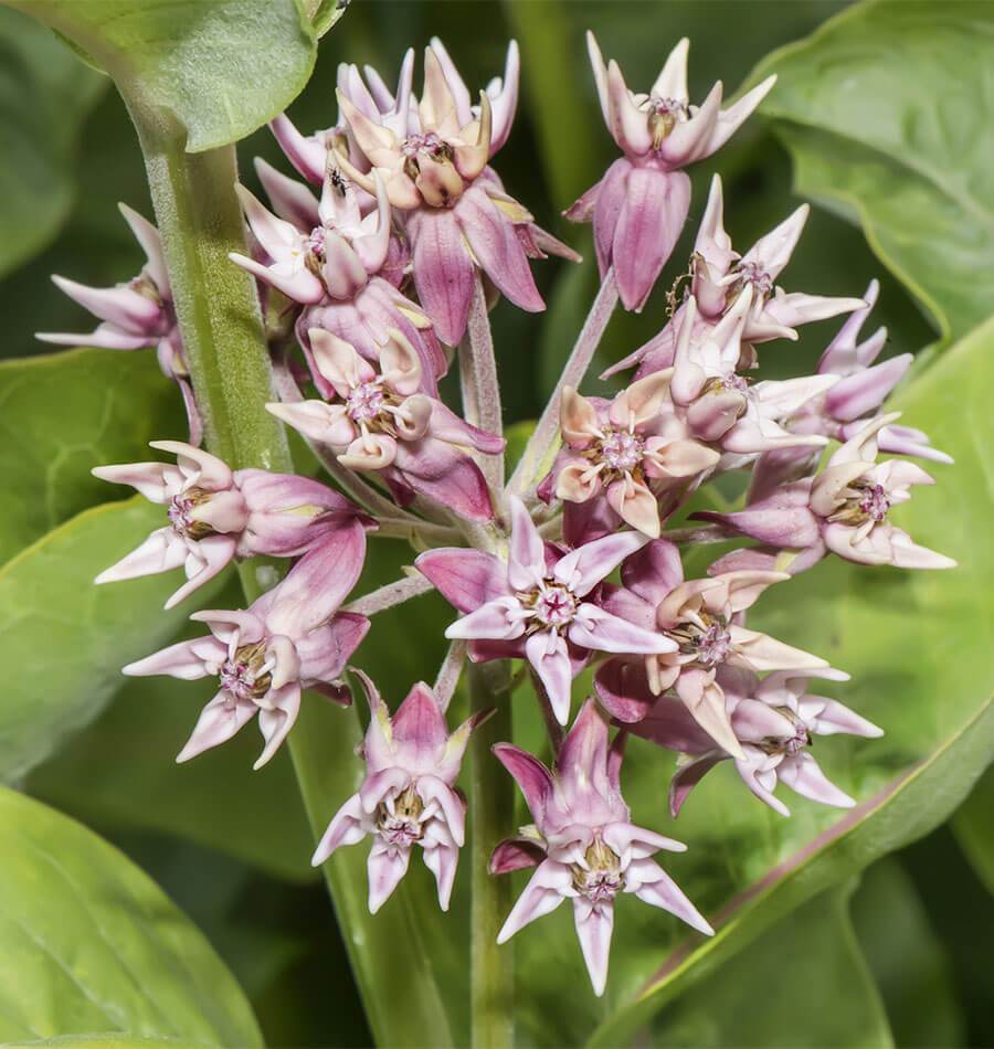 Asclepias Speciosa Flower seeds for Planting Perfect for Borders Heirloom & GMO Free Seeds for Home Garden